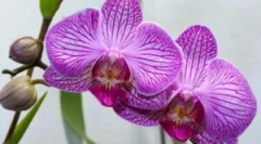 Škůdci na orchidejích: typy a způsoby zápasu
